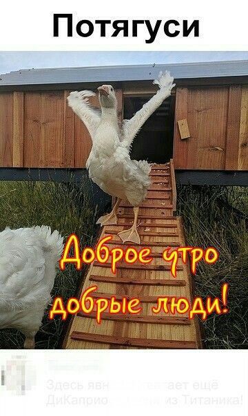 Потя гуси
