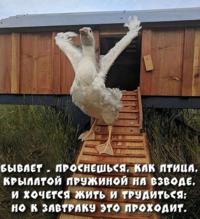 БЫВАЕТ ПРОЕШЬЯ БПК ПТИЦА КРЬШМОЙ ПРЗЖИИОЙ 0 8380315 И ХОЧЕТСЯ ЖИТЬ И ТРЗАИПКЯ Н С ЗПВТРМШ 31 ПРОКОАИЧ