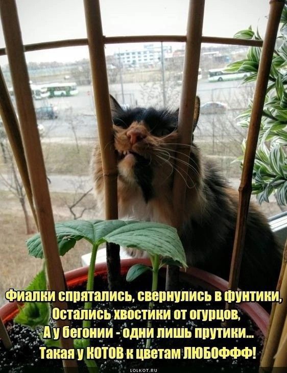 Фиалки сппптапись пвепиупись в шингини Питались хвостиии пт опшцпв П Пеюиии Ьдни пишь пшпиии_ такапуищщъ к етнм нюю миф