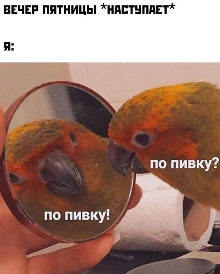 ВЕЧЕР пятницы ндтнппт по пивку