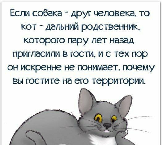 Еспи собака друг человека то кот дальний родственник которого пару пет назад пригласили в гости и с тех пор он искренне не понимает почему вы гостите на его территории