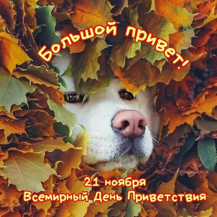21 ноября Вусемирныйцдень Приветствия