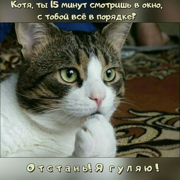 Котя ты 5 минут смотришь в окно с тобой всё в порядке