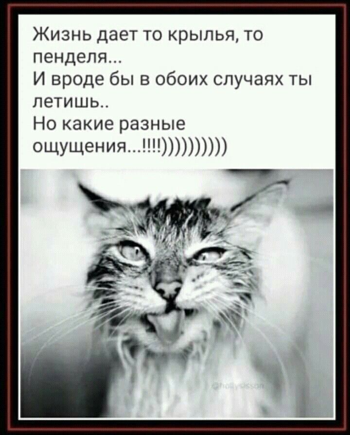 Жизнь дает то крылья то пендепд И вроде бы в обоих случаях ты летишь Но какие разные ОЩУЩения