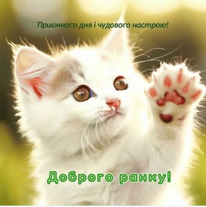 Приємного дня і чудового настрою!
Доброї ранку!