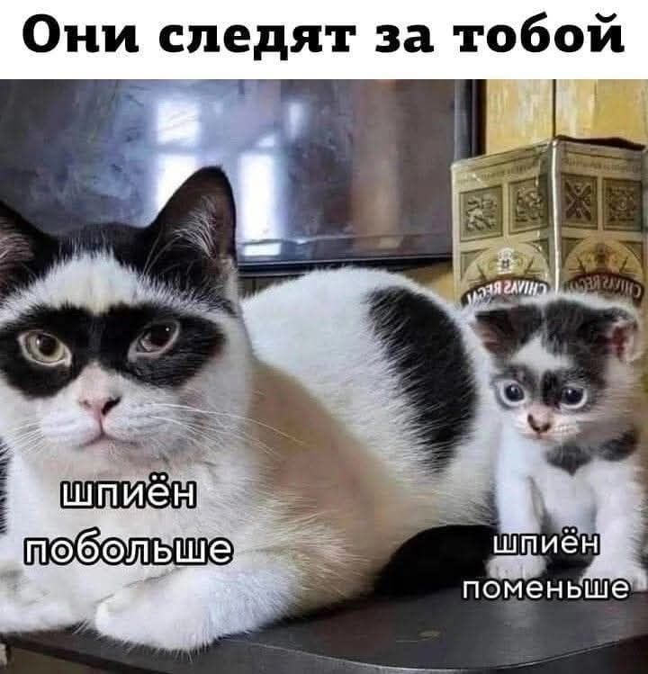 Они следят за тобой
шпён побольше
шпён поменьше