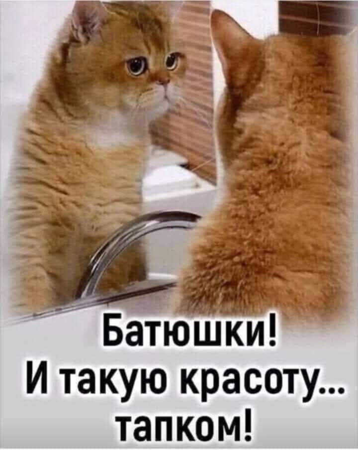 Батьюшки! И такую красоту… тапком!