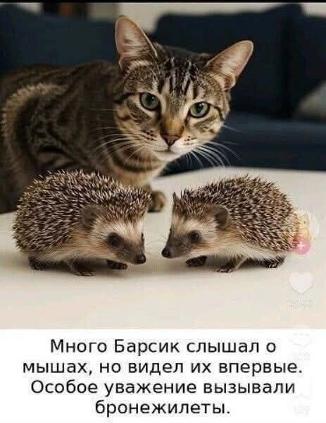 Много Барсик слышал о мышах, но видел их впервые. Особое уважение вызывали бронежилеты.