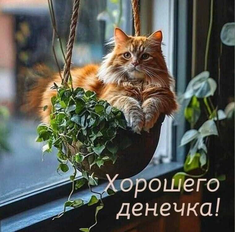Хорошего денечка!