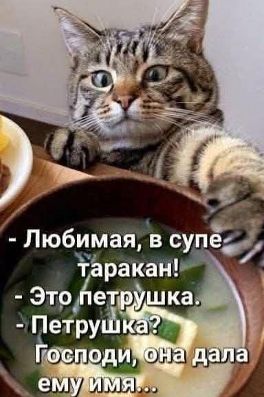 - Любимая, в супе таракан!
- Это петрушка.
- Петрушка? Господи, она дала ему имя...