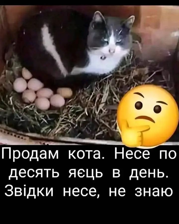 Продам кота. Несе по десять яєць в день. Звідки несе, не знаю.