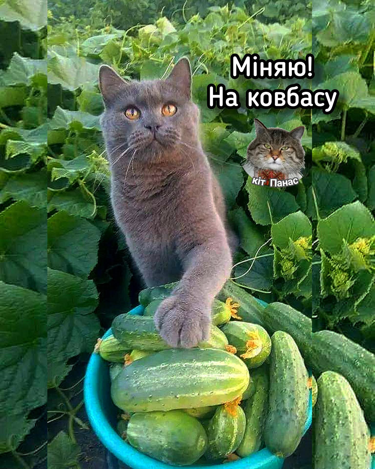 Міняю! На ковбасу