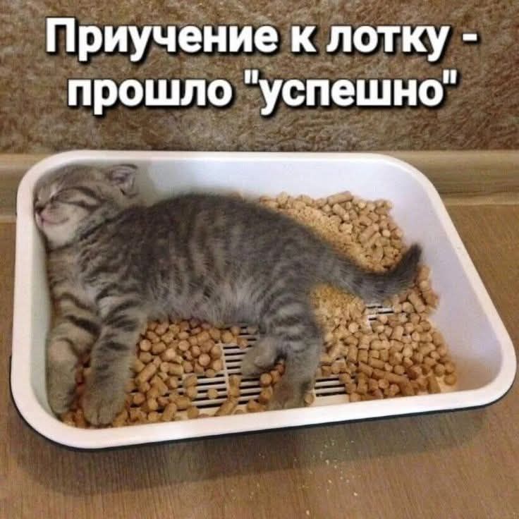Приучение к лотку - прошло 
