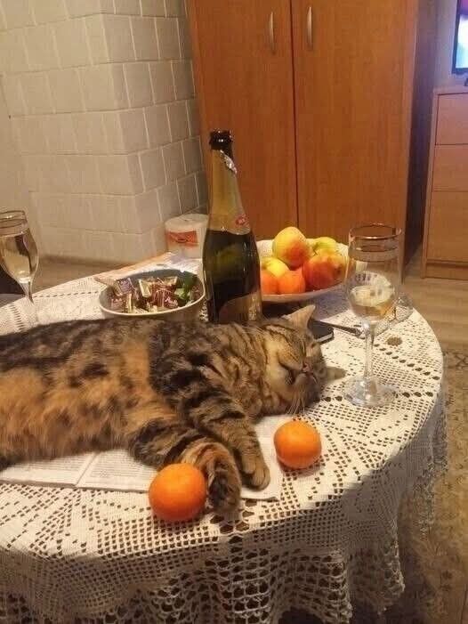 Спящий кот на кружевном столе с бутылкой шампанского и фруктами.