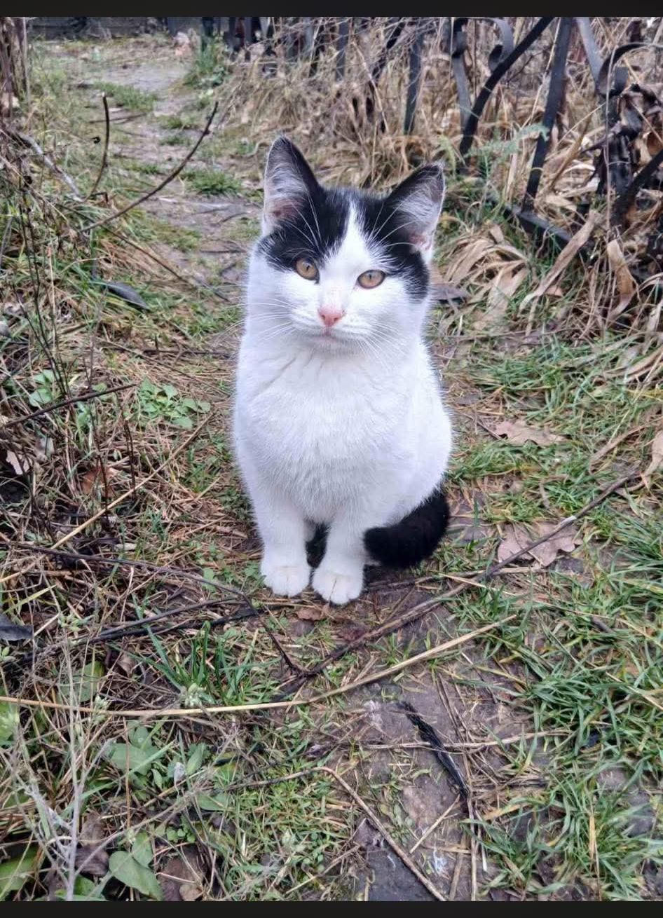 Белый кот с черной маской сидит на тропке в траве.
