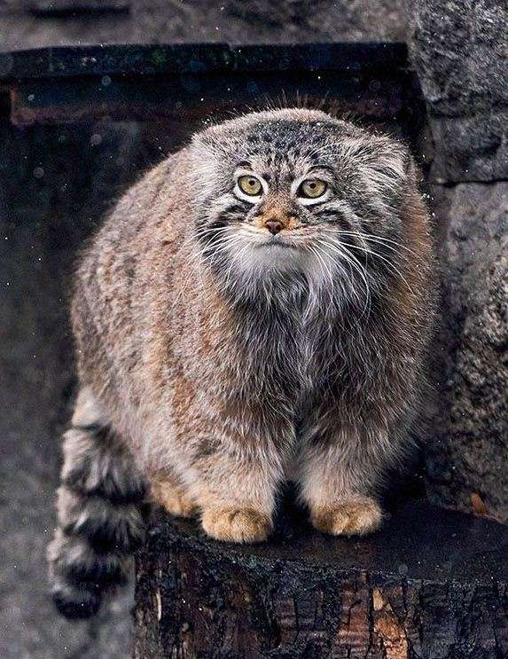 Пушистый дикий кот с круглыми глазами сидит на ступеньке