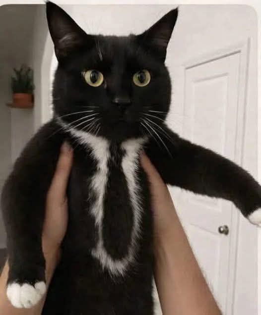 Черный кот с белыми пятнами держат за тело руками.