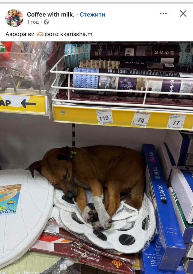 Автора ви фото kkarissa.m