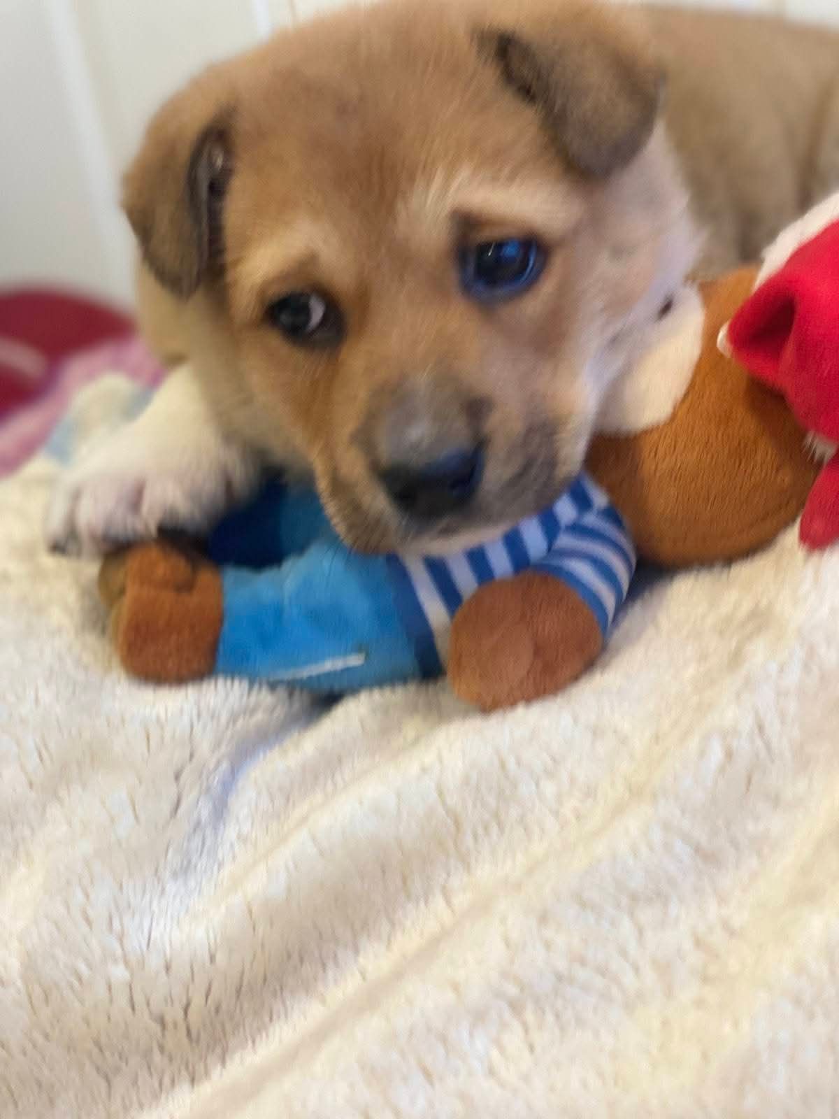 Маленький щенок с игрушками на мягком коврике