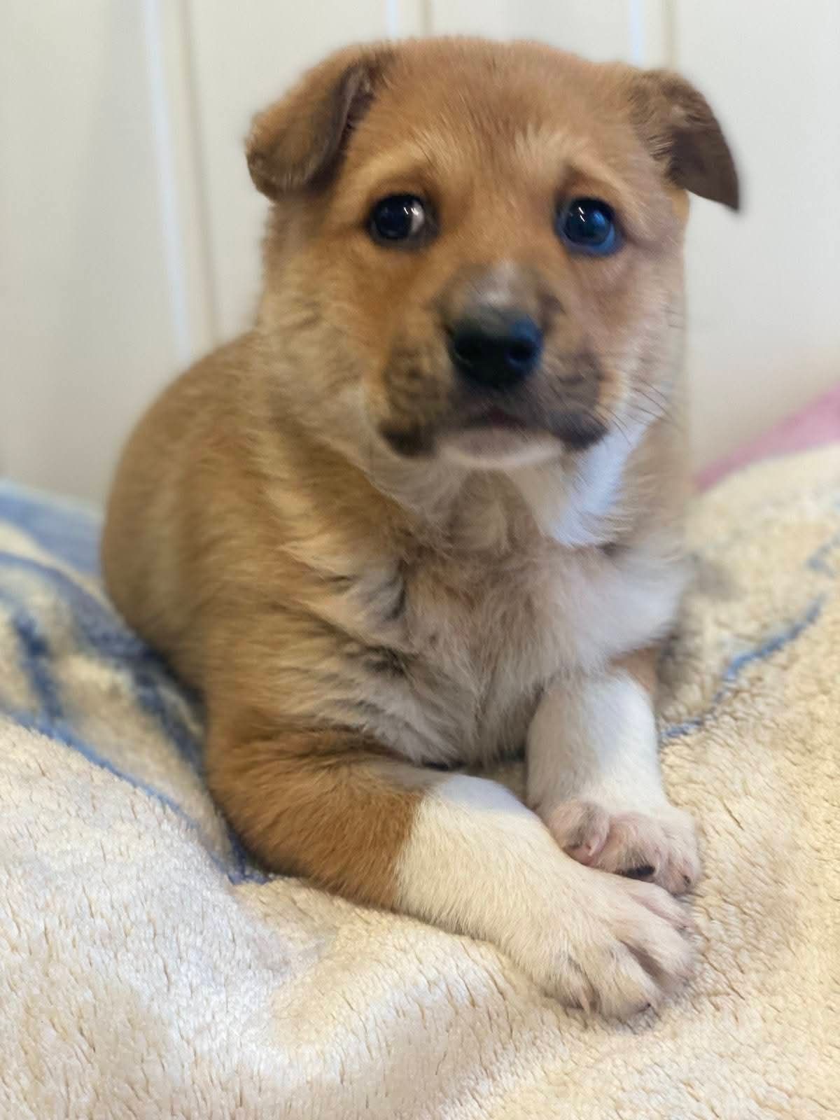 Маленький щенок на одеяле