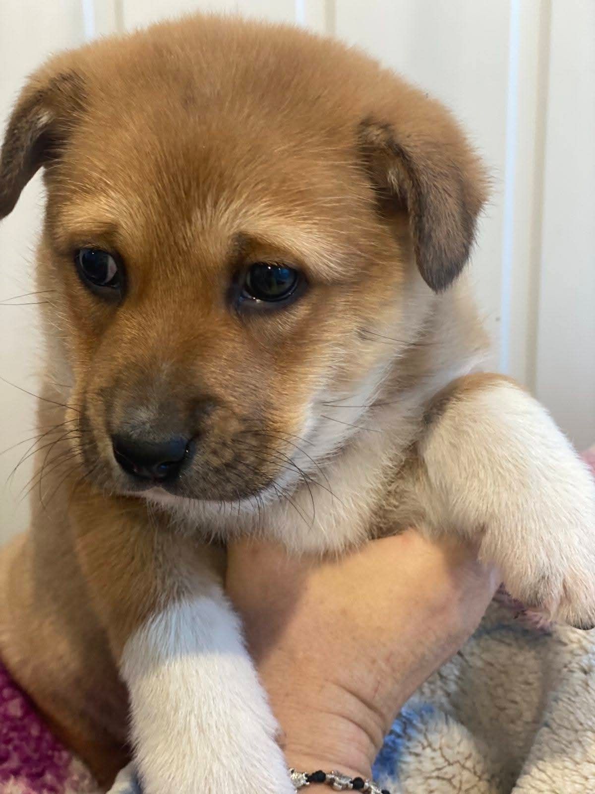 Щенок на руках крупным планом