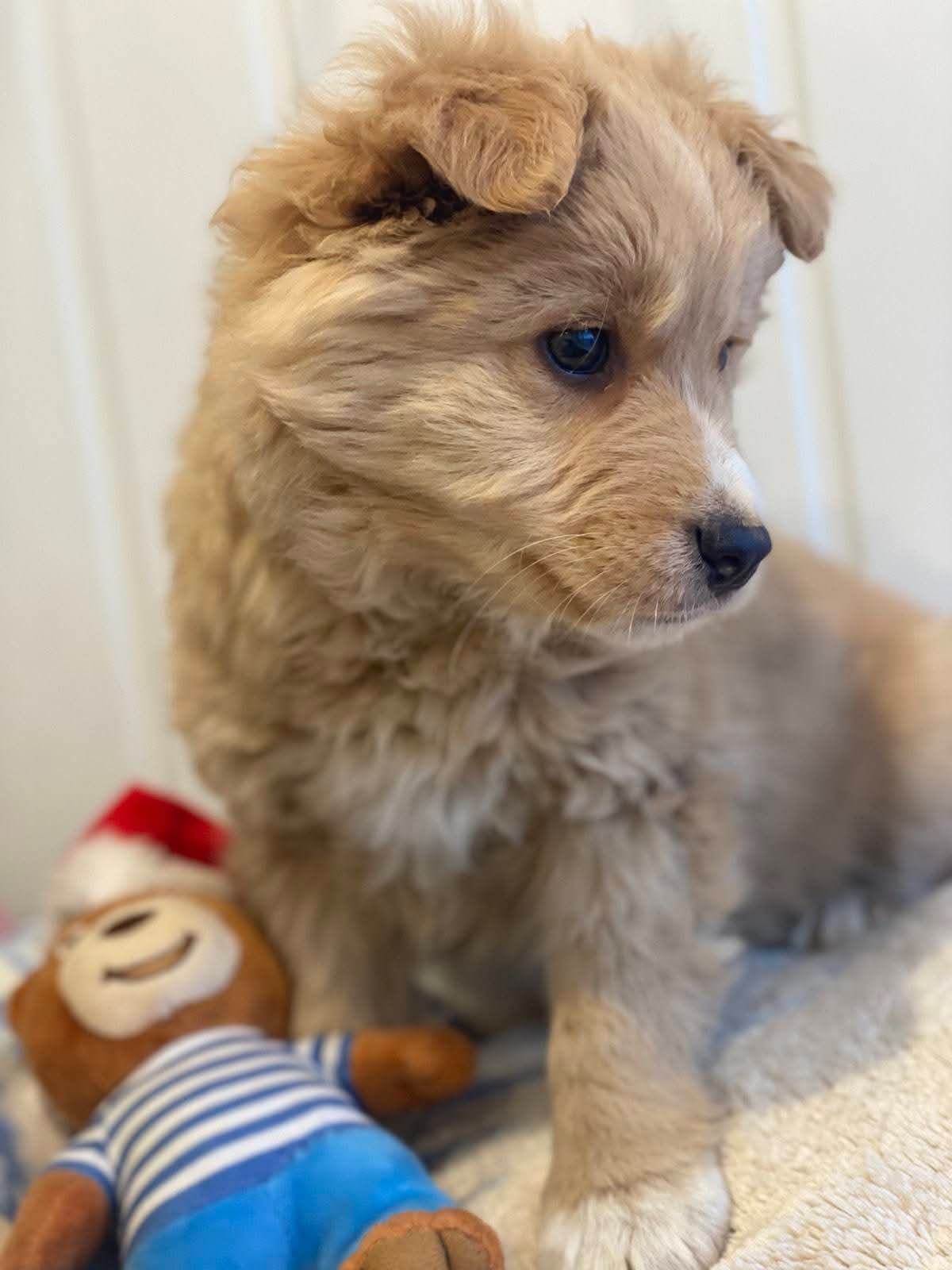 Маленький щенок рядом с игрушкой-куколькой на диване