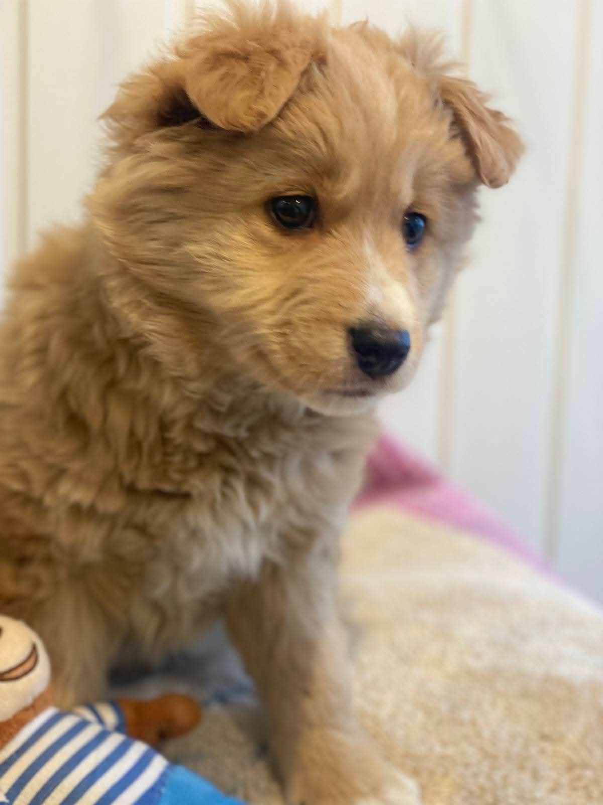 Щенок золотистого окраса на мягком фоне