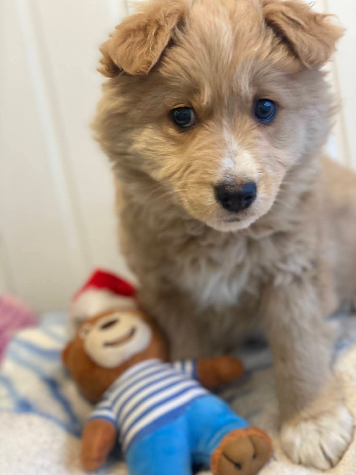 Милый щенок с игрушкой-приманкой рядом