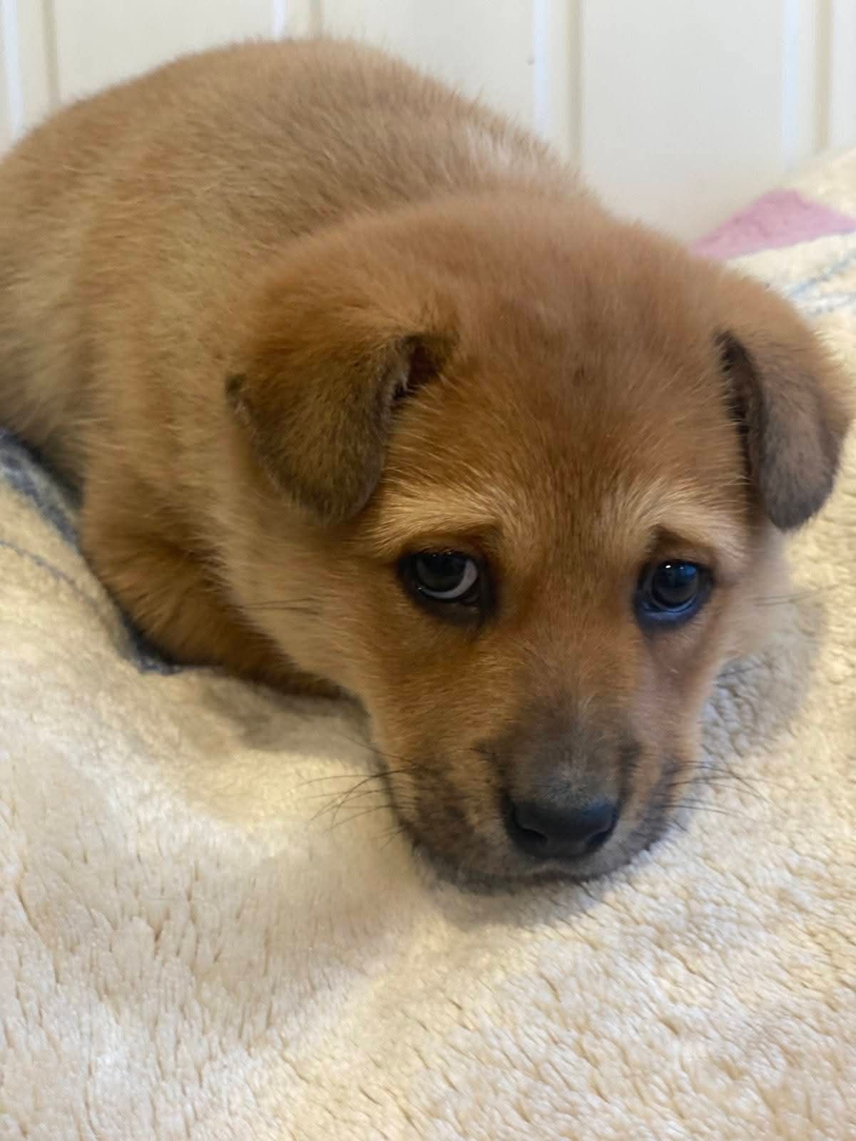 Маленькая собачка-щенок лежит на пушистом одеяле.