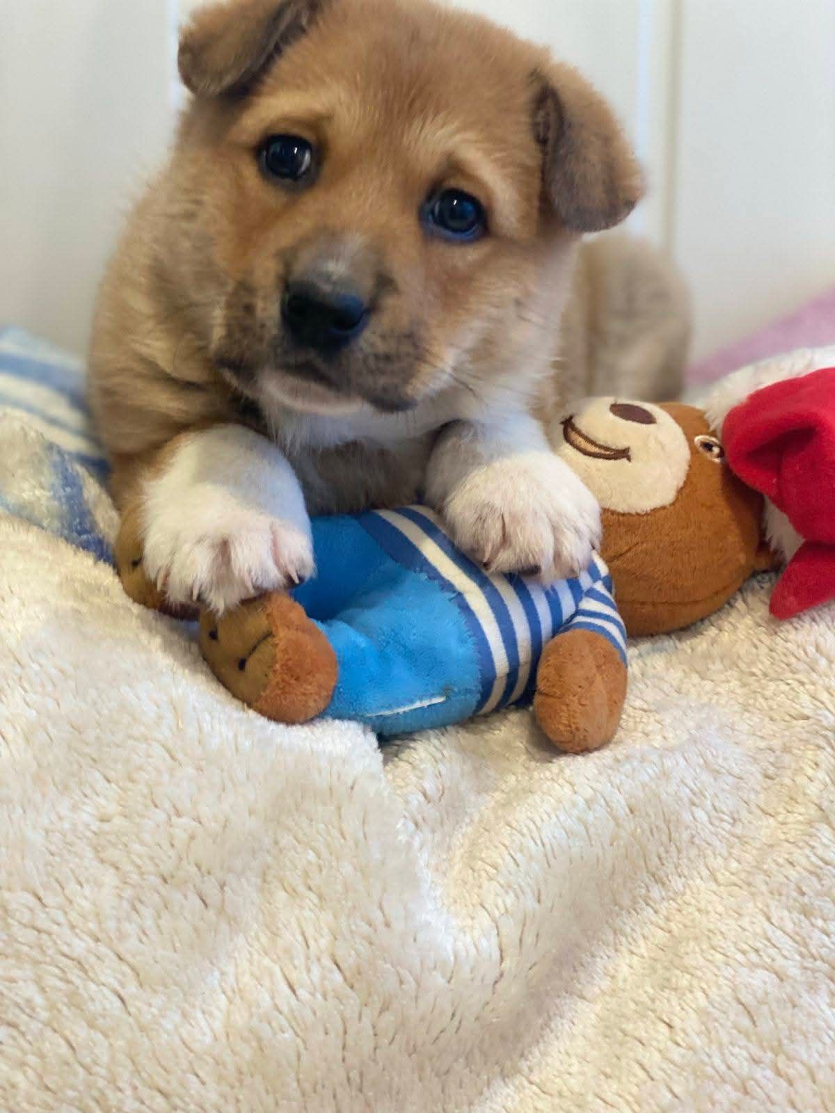Маленький щенок с игрушкой на пледе.