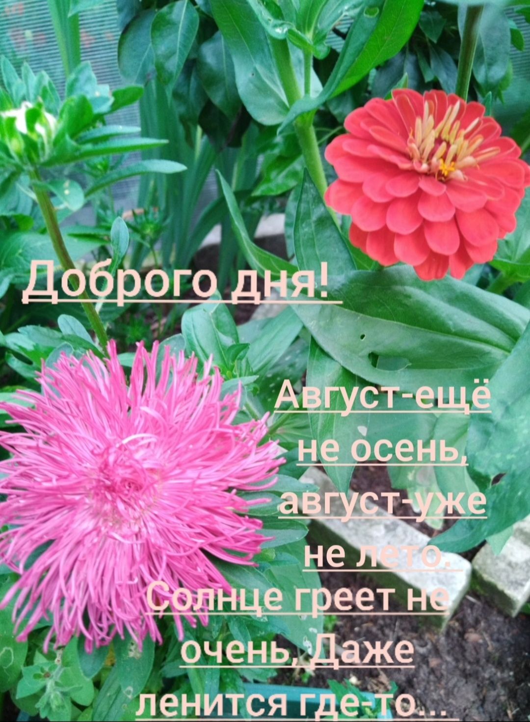 ленится где 1