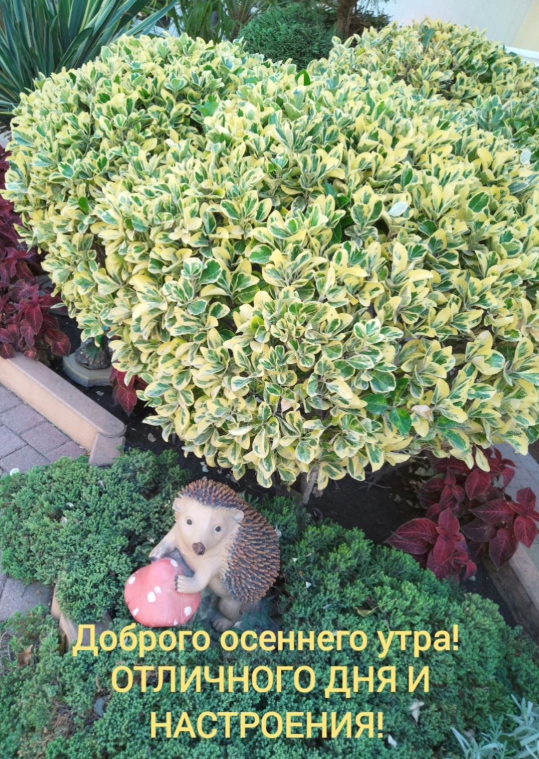 отличного дня и НАстровнияя _