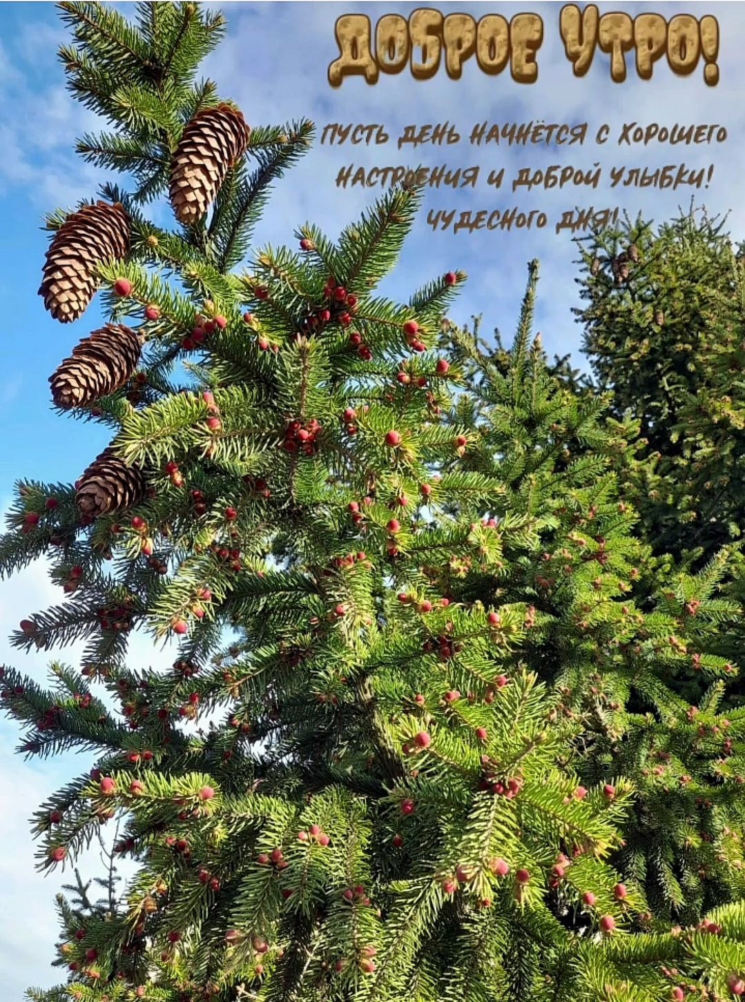 ДОБРОЕ УТРО! ПУСТЬ ДЕНЬ НАЧНЁТCЯ С ХОРОШЕГО НАСТРОЕНИЯ И ДОБРОЙ УЛЫБКИ! ЧУДЕСНОГО ДНЯ!