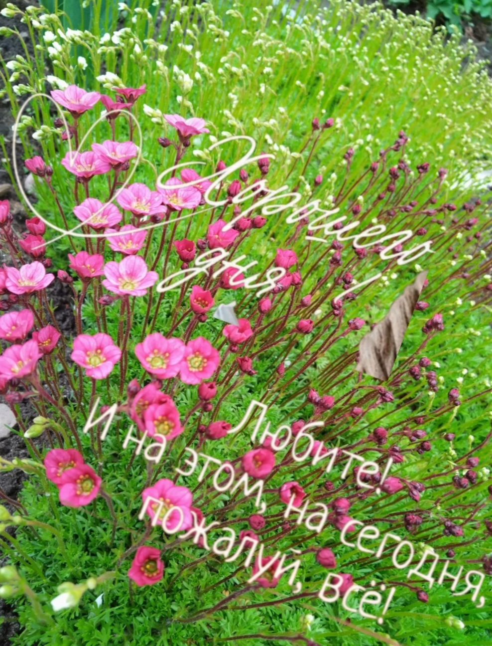 Весенний день
Любите! И на этом, на сегодня, пожалуй, всё!