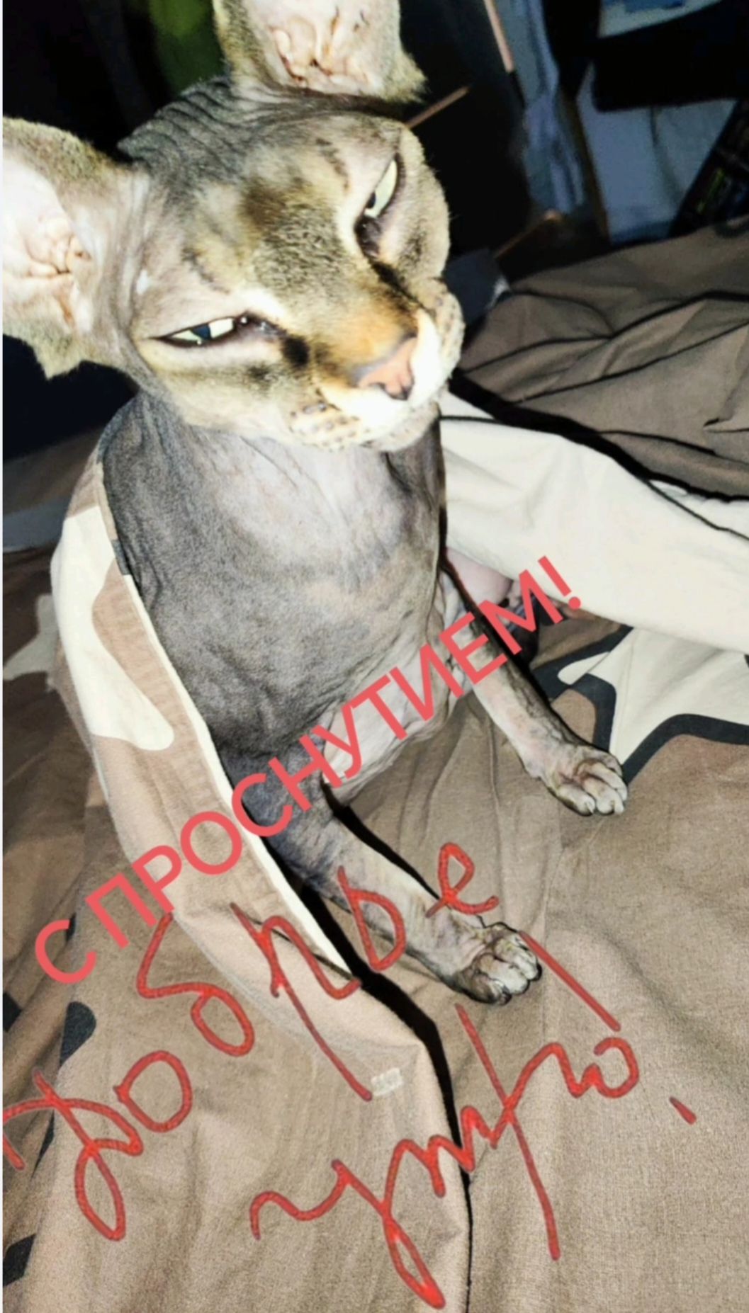 С ПРОСНУТИЕМ! ДОБРОЕ УТРО!