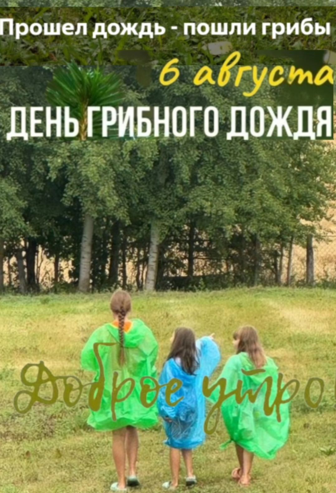 Прошел дождь - пошли грибы
6 августа
День грибного дождя
Доброе утро