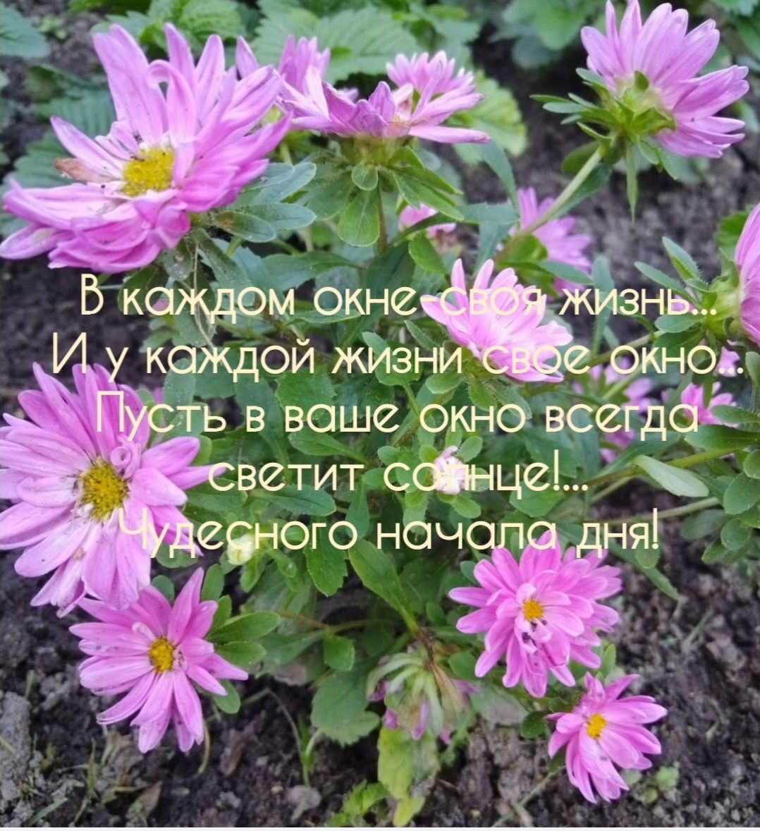 В каждом окне своя жизнь... И у каждой жизни своё окно. Пусть в ваше окно всегда светит солнце!... Чудесного начала дня!