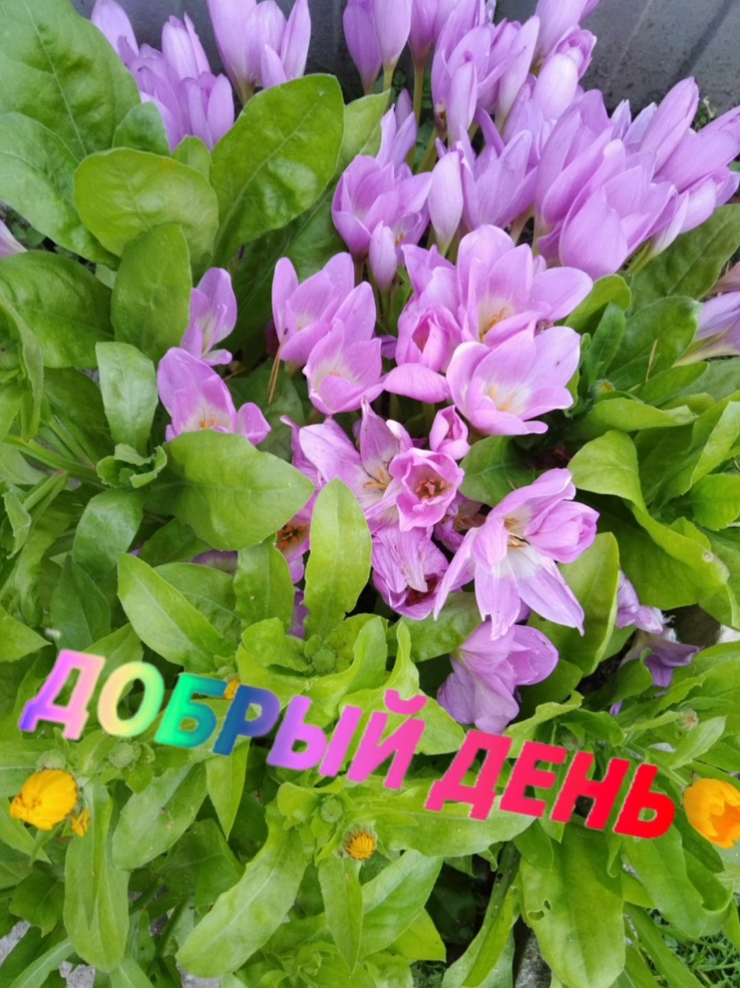 ДОБРЫЙ ДЕНЬ