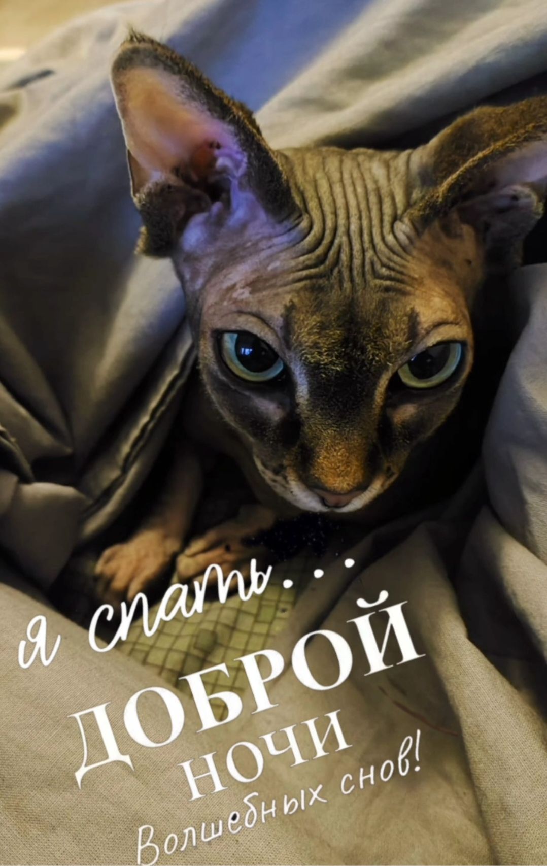 я спам... ДОБРОЙ НОЧИ Волшебных снов!