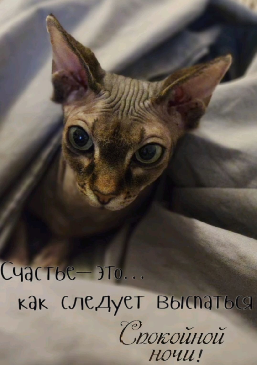 Счастье — это... как следует выспаться Спокойной ночи!