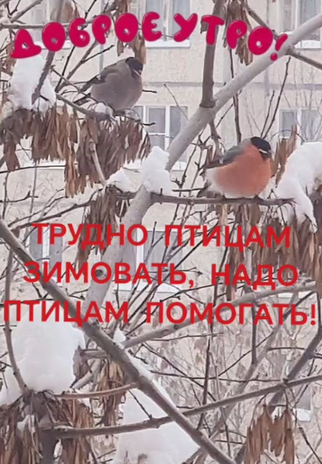 Доброе утро!
Трудно птицам зимовать, надо птицам помогать!