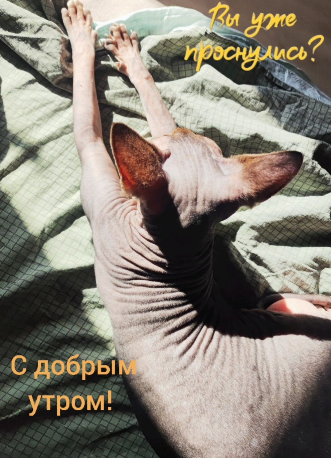 Вы уже проснулись? С добрым утром!