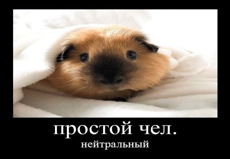 простой чел нейтральный