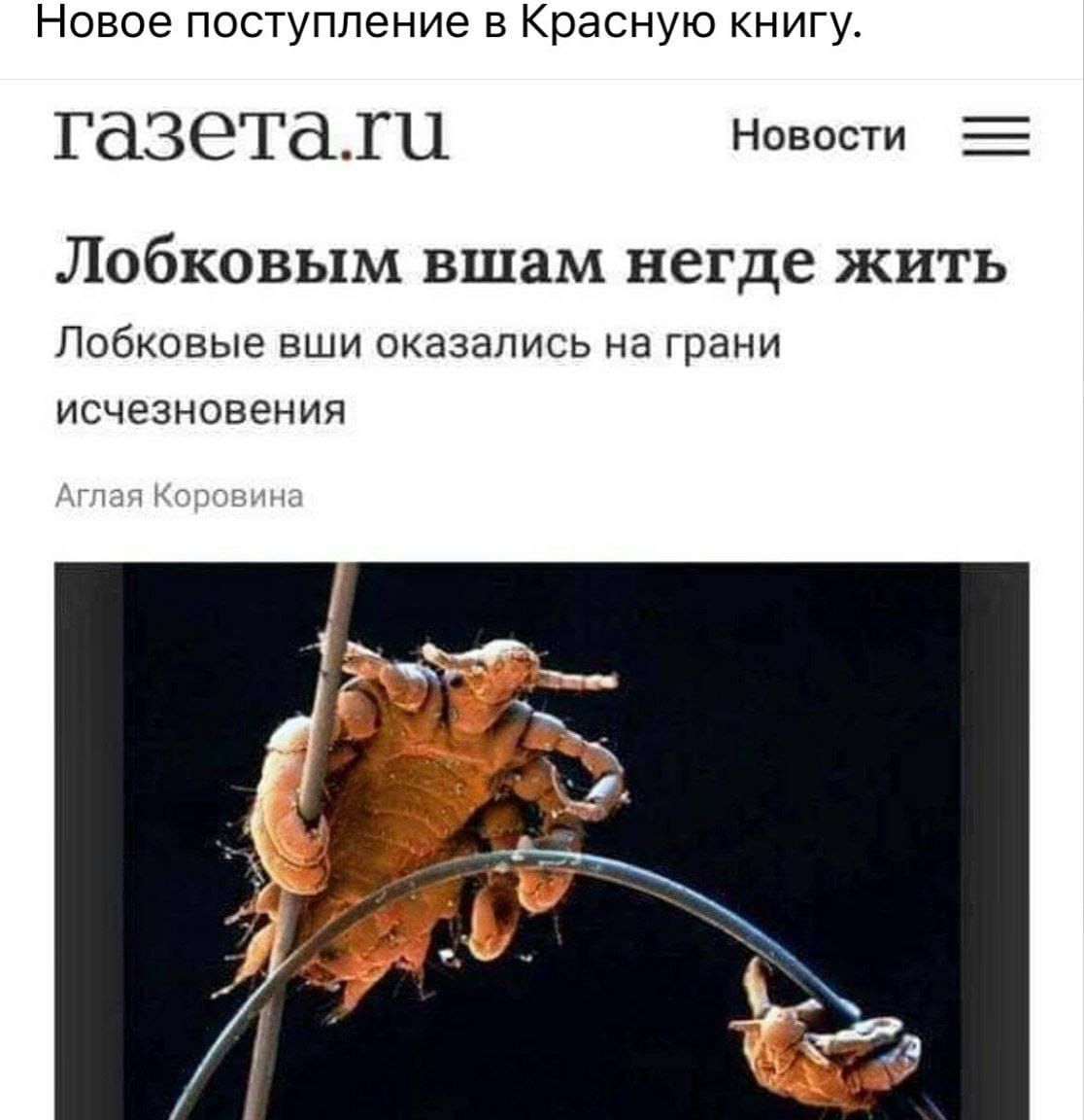 Новое поступление в Красную книгу ГазеТаіЦ Новосги ЛОбКОВЬХМ вшам негде ЖИТЬ Лобковые вши оказались на грани исчезновения