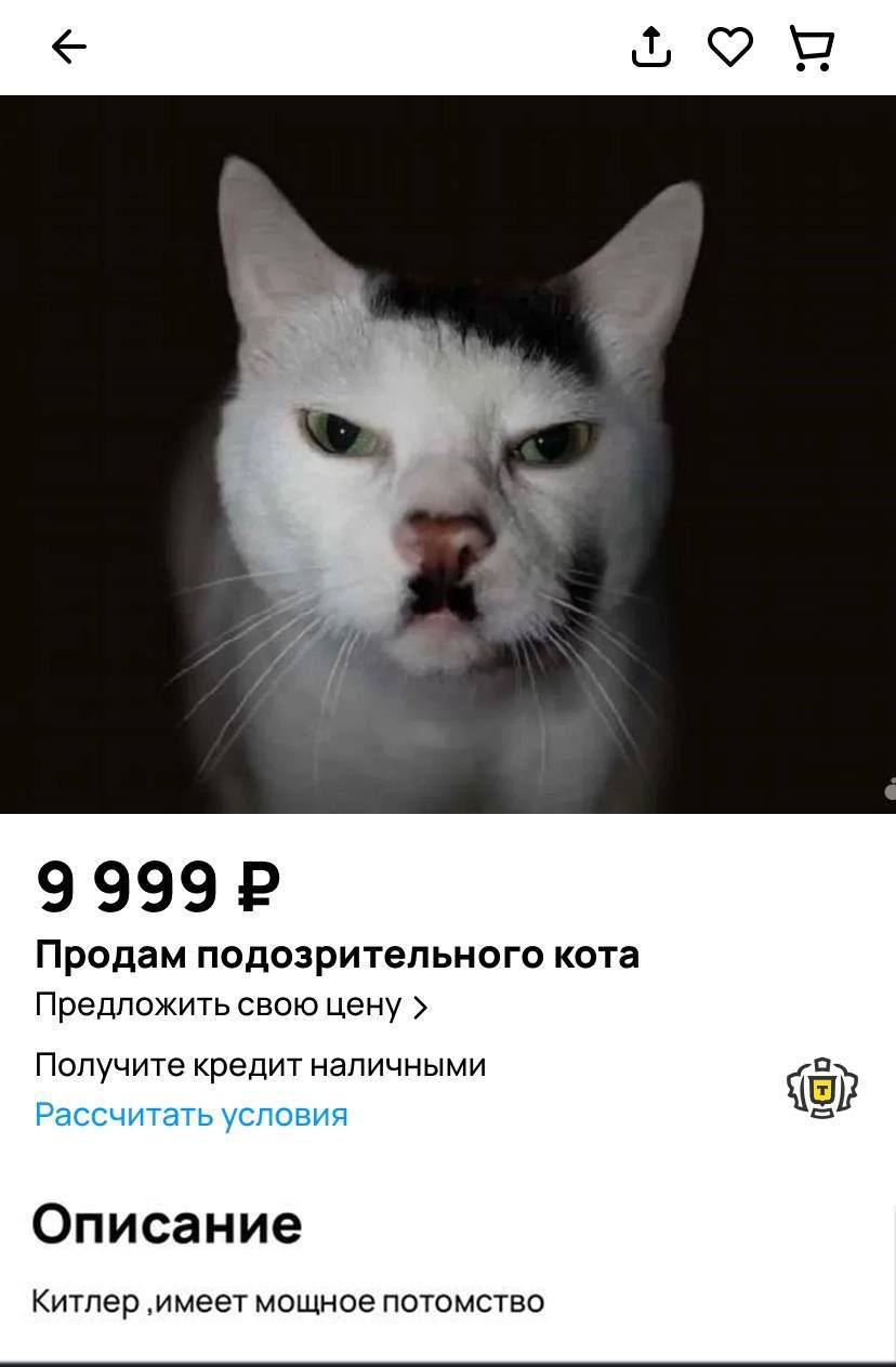 99999 Продам подозрительного кота Предложить свою цену Получите кредит наличными Описание Китпер имеет мощное потомство