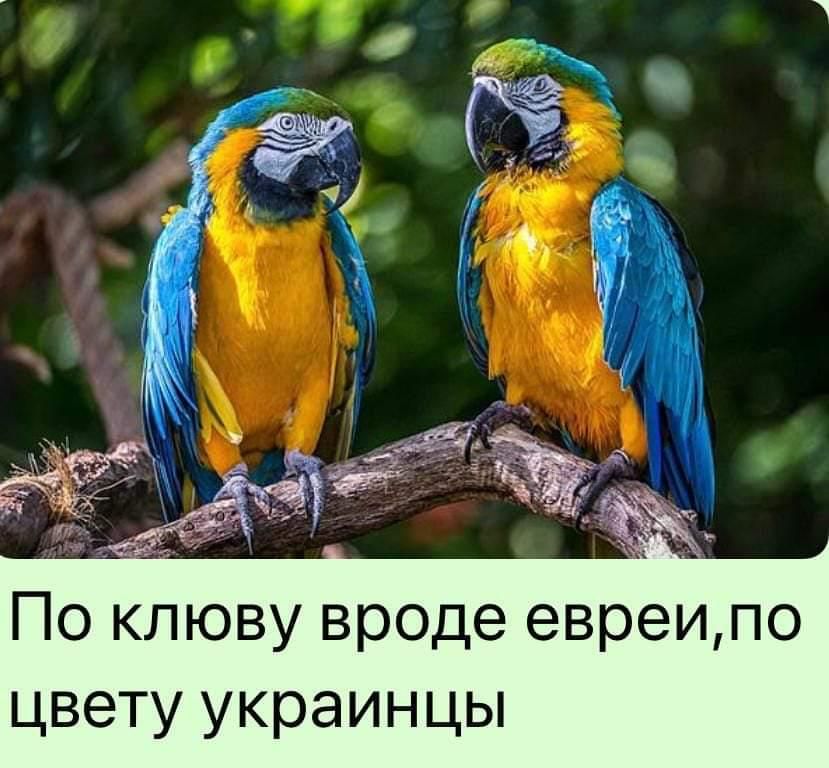 По клюву вроде евреипо цвету украинцы