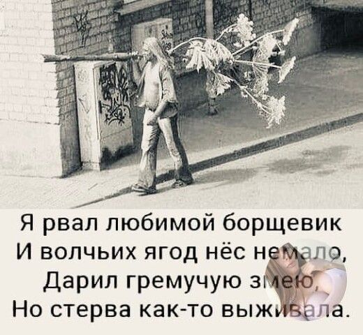 Я рвал любимой борщевик И волчьих ягод нёс н по Дарил гремучую з _ Но стерва как то выж ила