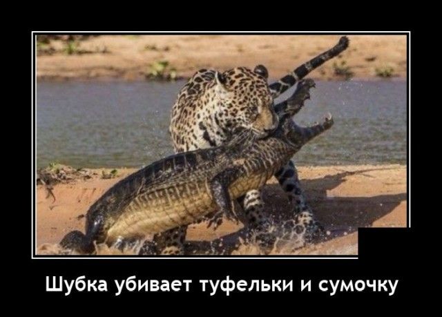 Шубкд убивает туфельки и сумочку