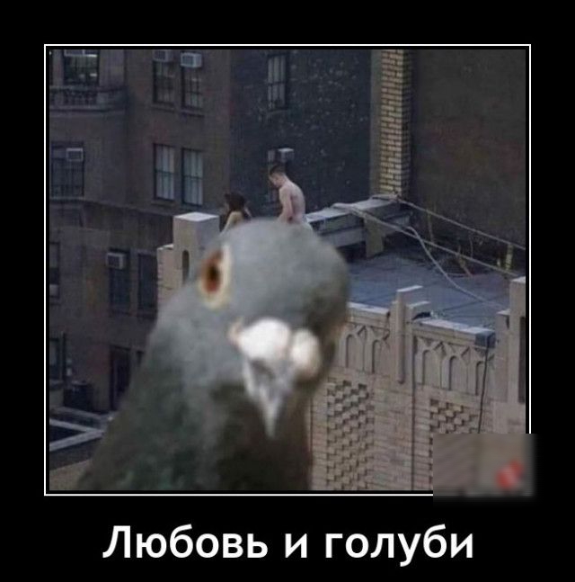 Любовь и голуби