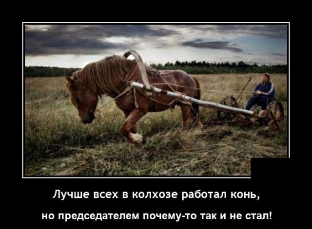 Лучше всех в колхозе рабоил конь но председателем поцелуи так и не стал